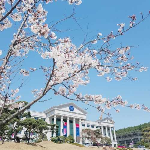 경복대학교 페이스북에 캠퍼스의 봄 넘실